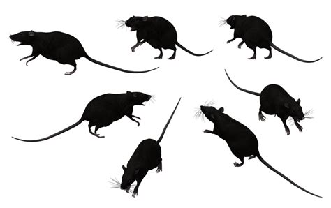 free cnc rat|Download Rats clipart designs High quality free Dxf files, Svg, C.